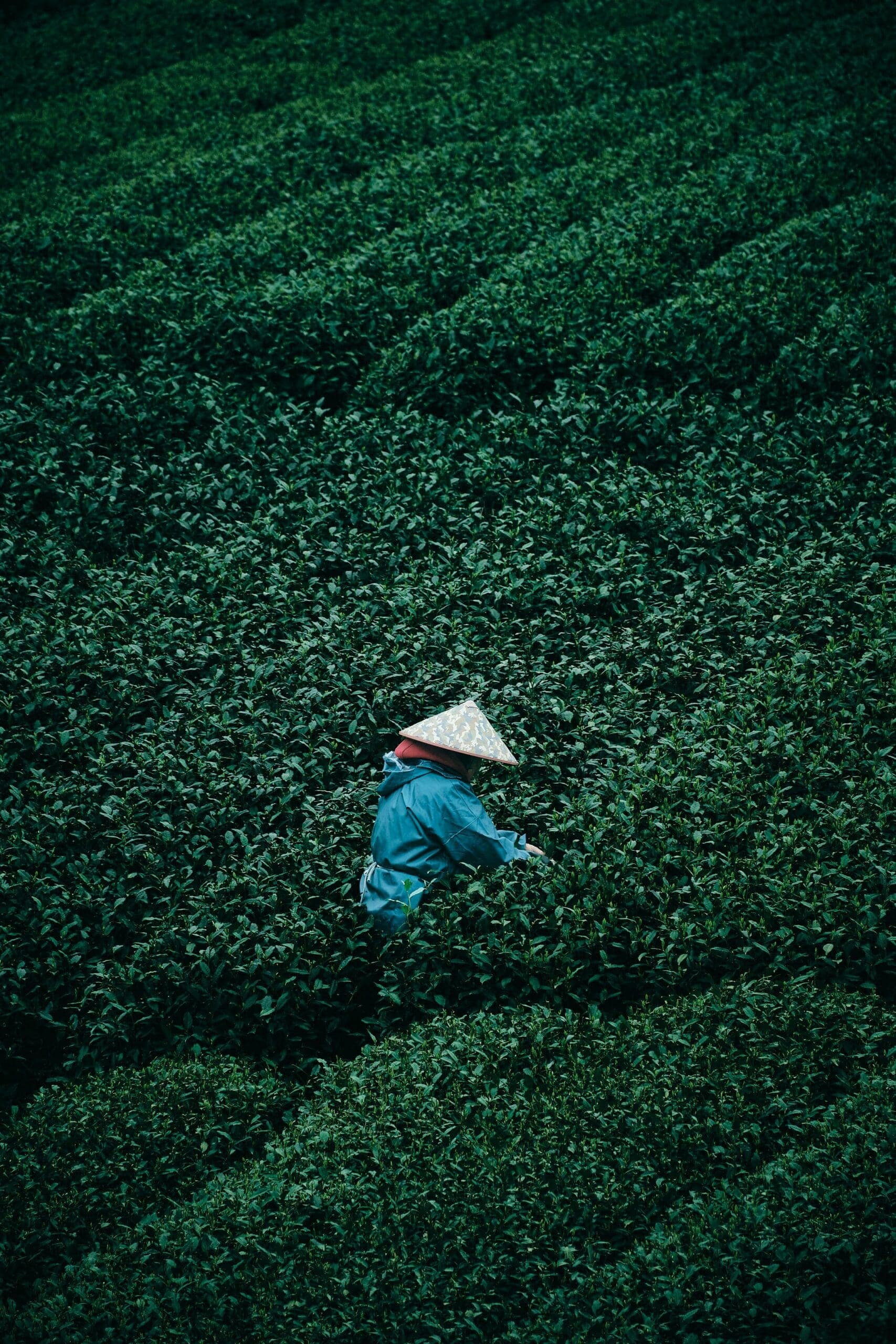 Tea