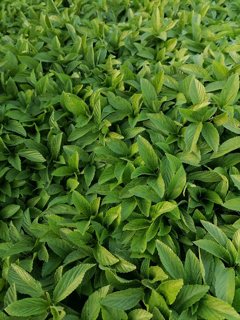 Green Tea: 7 Powerful Benefits Doctors Want You to Know 2 Green Tea
